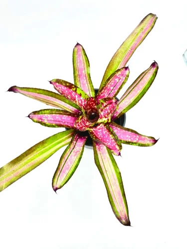 M-L Neoregelia Pinky Winnie - Miniaturbild 3