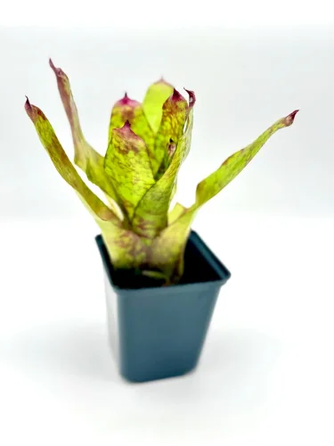 M- Neoregelia "Winnie the Pooh" - Miniaturbild 2