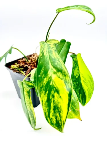 Philodendron Florida ghost variegata - Miniaturbild 2