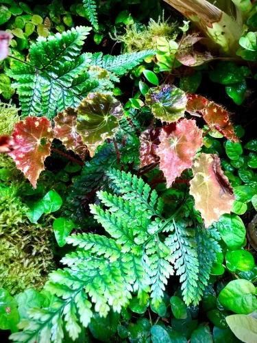 Begonia bowerae - Miniaturbild 3