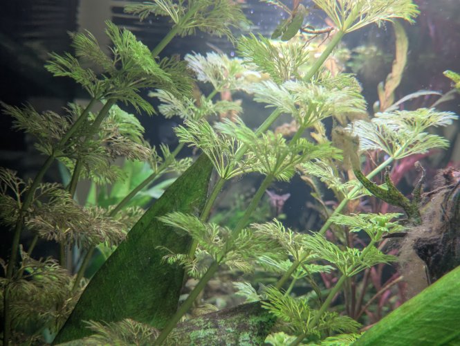 Limnophila sessiliflora - Miniaturbild 2
