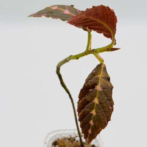 Leea Zippeliana - Miniaturbild 3