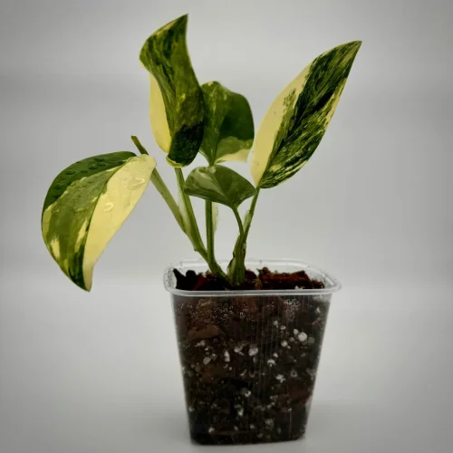Monstera standleyana variegata - Miniaturbild 3