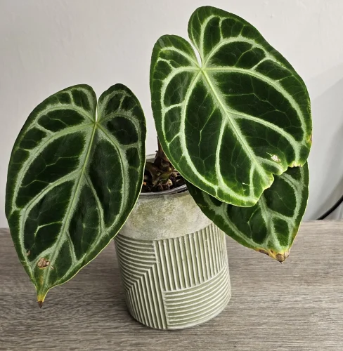 Anthurium-Hybride NoID - Miniaturbild 2