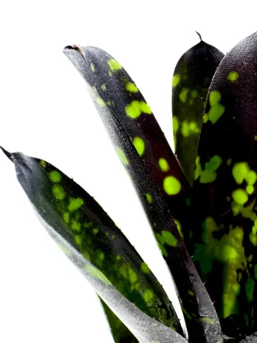 S- Neoregelia Nosferatu - Miniaturbild 3
