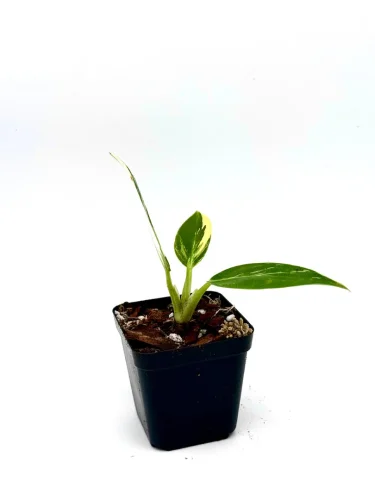 Philodendron green congo - Miniaturbild 2