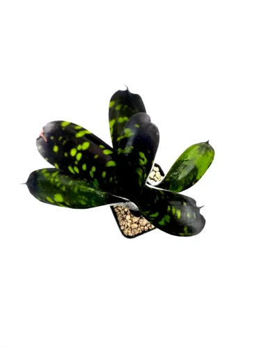 S- Neoregelia Nosferatu - Miniaturbild 2