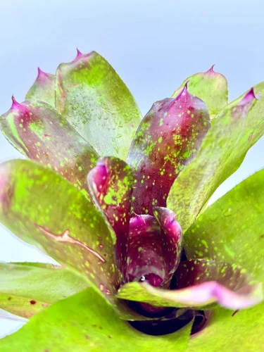 M- Neoregelia Walking tall - Miniaturbild 3