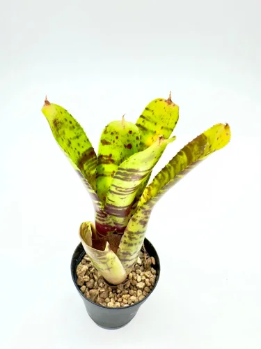 Hauptbild von S- Neoregelia Alley cat