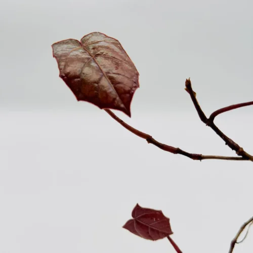 Piper Pterisanthes B. - Miniaturbild 3