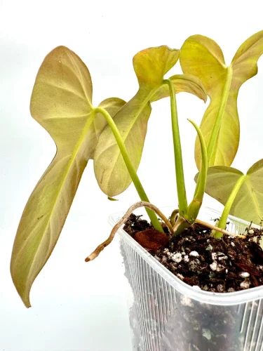 Philodendron bipennifolium golden violin - Miniaturbild 2
