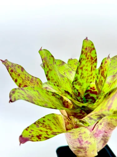 M- Neoregelia big O - Miniaturbild 3