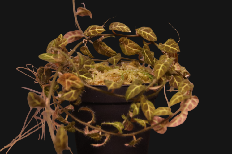 Solanum evolvulifolium - Miniaturbild 2