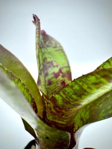 XS- Neoregelia Dartanion - Miniaturbild 2