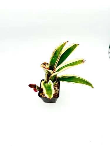 S- Neoregelia Jabberwock - Miniaturbild 2