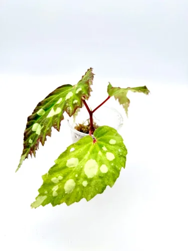 Begonia Mantuk - Miniaturbild 3