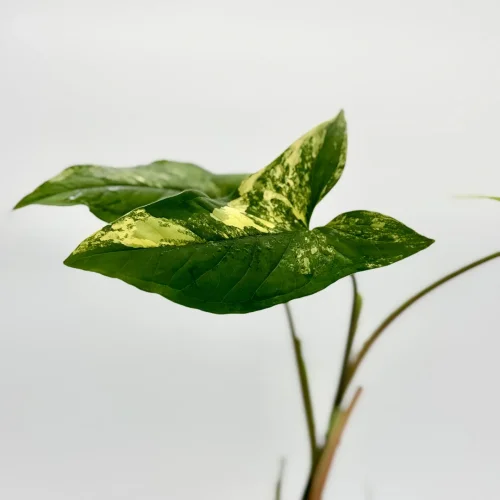 Syngonium yellow variegated - Miniaturbild 2