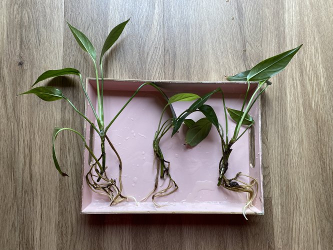 Epipremnum pinnatum „Cebu Blue“ - Miniaturbild 2