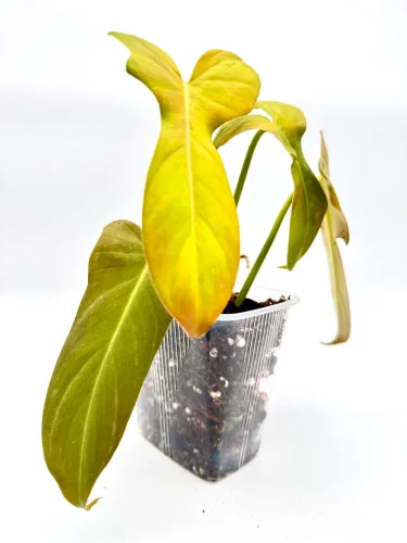 Hauptbild von Philodendron bipennifolium golden violin