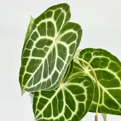 Anthurium Queen of clarinervium - Miniaturbild 3