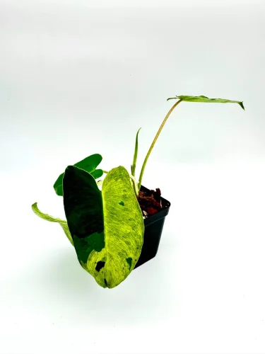 Philodendron burlemarx mint - Miniaturbild 2