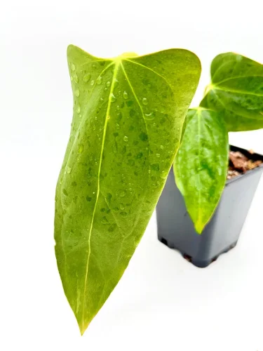 Anthurium Portillae x Fort Sherman Portillae - Miniaturbild 2
