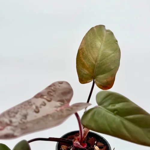 Philodendron Dark Lord - Miniaturbild 3