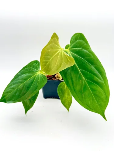 Anthurium Fort Sherman x subsignatum velvet - Miniaturbild 2