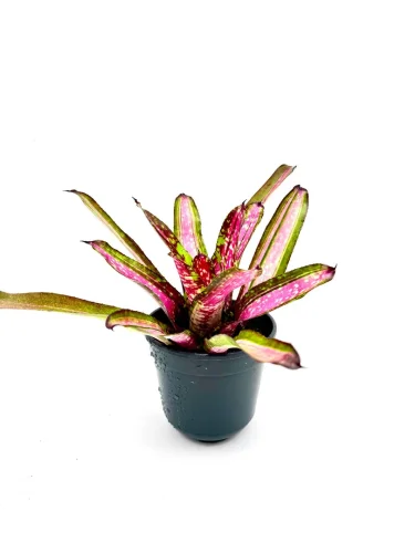 M-L Neoregelia Pinky Winnie - Miniaturbild 2