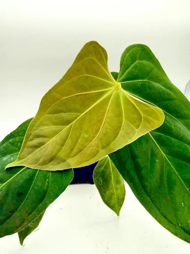 Hauptbild von Anthurium Fort Sherman x subsignatum velvet