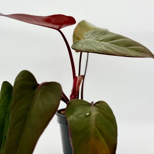 Philodendron Dark Lord - Miniaturbild 2