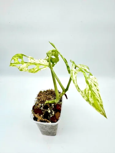 Monstera Adonsonii variegata - Miniaturbild 2