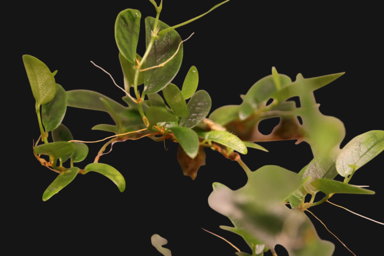 Ficus punctata - Miniaturbild 2