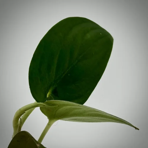 Scindapsus jade black - Miniaturbild 2