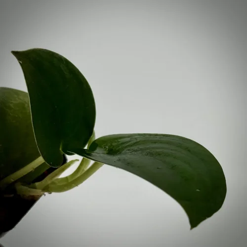 Hauptbild von Scindapsus jade black