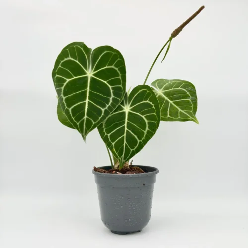 Anthurium clarinervium - Miniaturbild 2