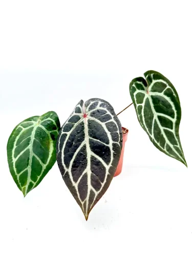 Hauptbild von Anthurium Michelle x silver