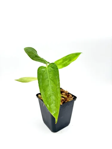 Hauptbild von Anthurium black sweet x portillae