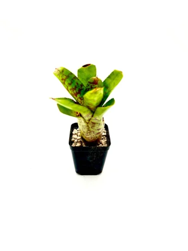 Hauptbild von S-Neoregelia Wild Tiger