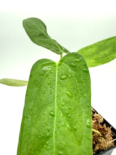 Anthurium black sweet x portillae - Miniaturbild 2
