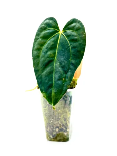 Anthurium papillilaminum x dark phoenix - Miniaturbild 2