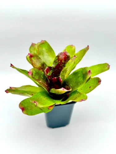 Hauptbild von M- Neoregelia Walking tall