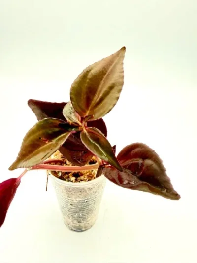 Sonerila sp. Pink