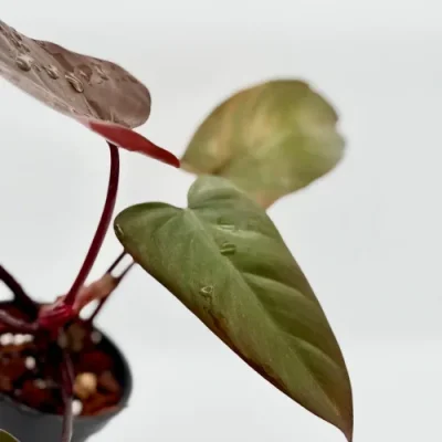 Philodendron Dark Lord