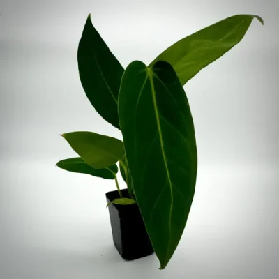 Anthurium dark mama