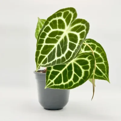 Anthurium Queen of clarinervium