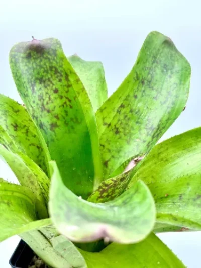 L- Neoregelia Correia-Araujoi