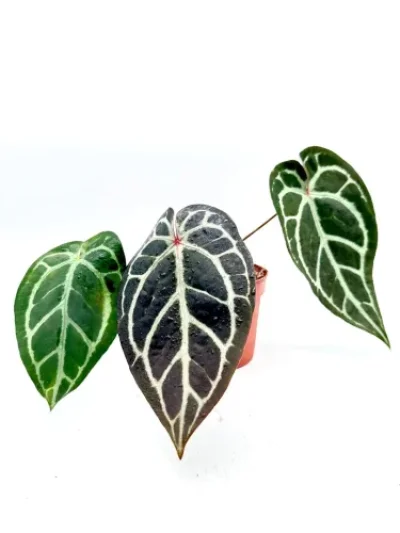 Anthurium Michelle x silver