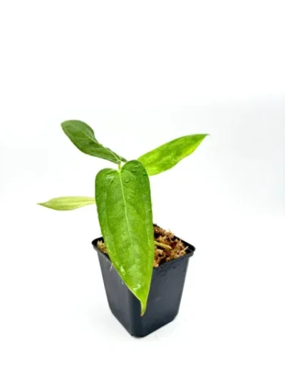 Anthurium black sweet x portillae