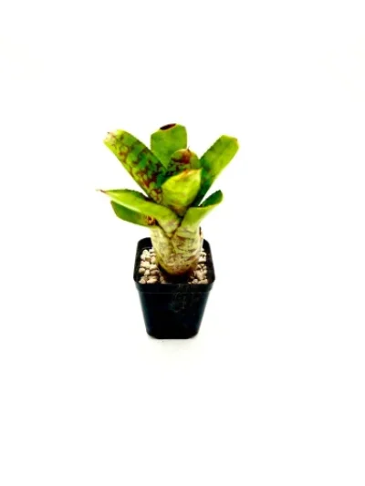 S-Neoregelia Wild Tiger